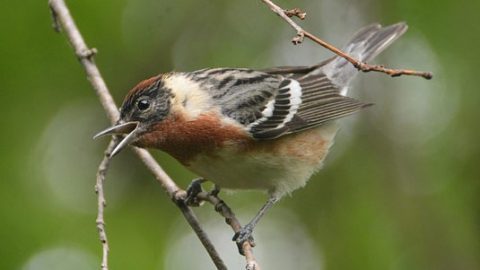 Bay-breasted Warbler by Cory 