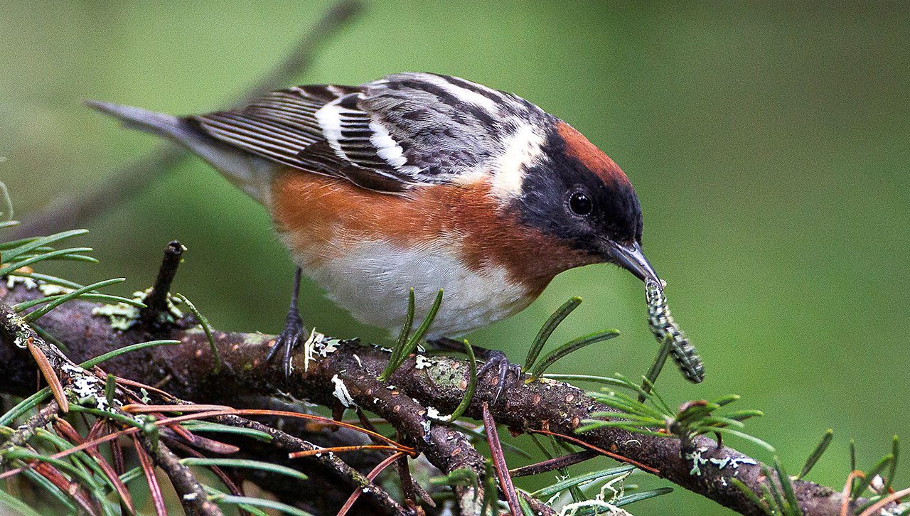 Bay-breasted Warblers are one of many bird species that control pest populations in timber stands. Photo by Arni Stinnissen/ArniWorks Nature Photography, www.arniworks.com.