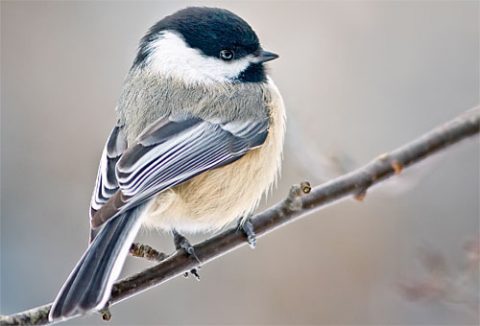 Black-capped Chickadee