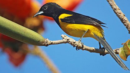 Black-cowled Oriole by Ian Davies / Macaulay Library