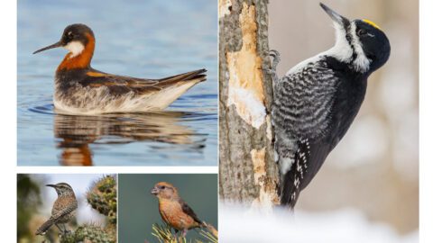 collage showing a woodpecker, a swimming shorebird, a brown wren, and a red finch