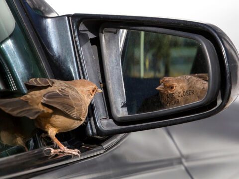 A California Towhee attacks its reflection in a car mirror. Photo by hawk person via Birdshare.