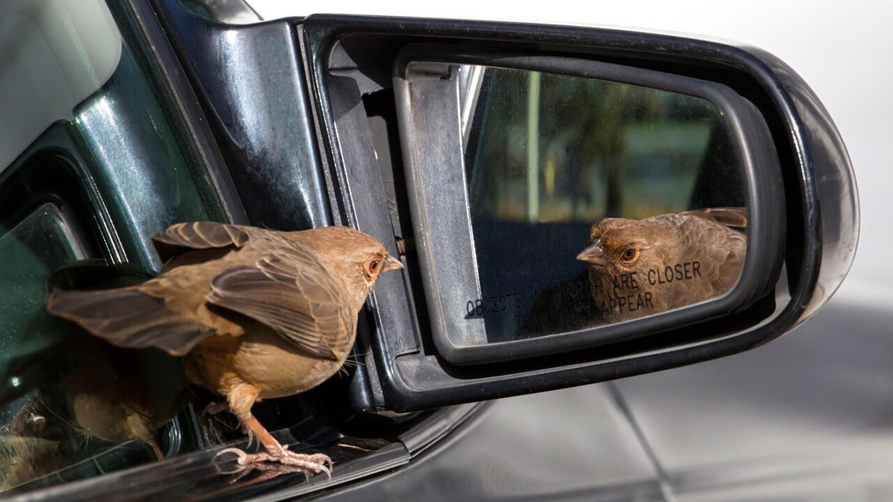 A California Towhee attacks its reflection in a car mirror. Photo by hawk person via Birdshare.