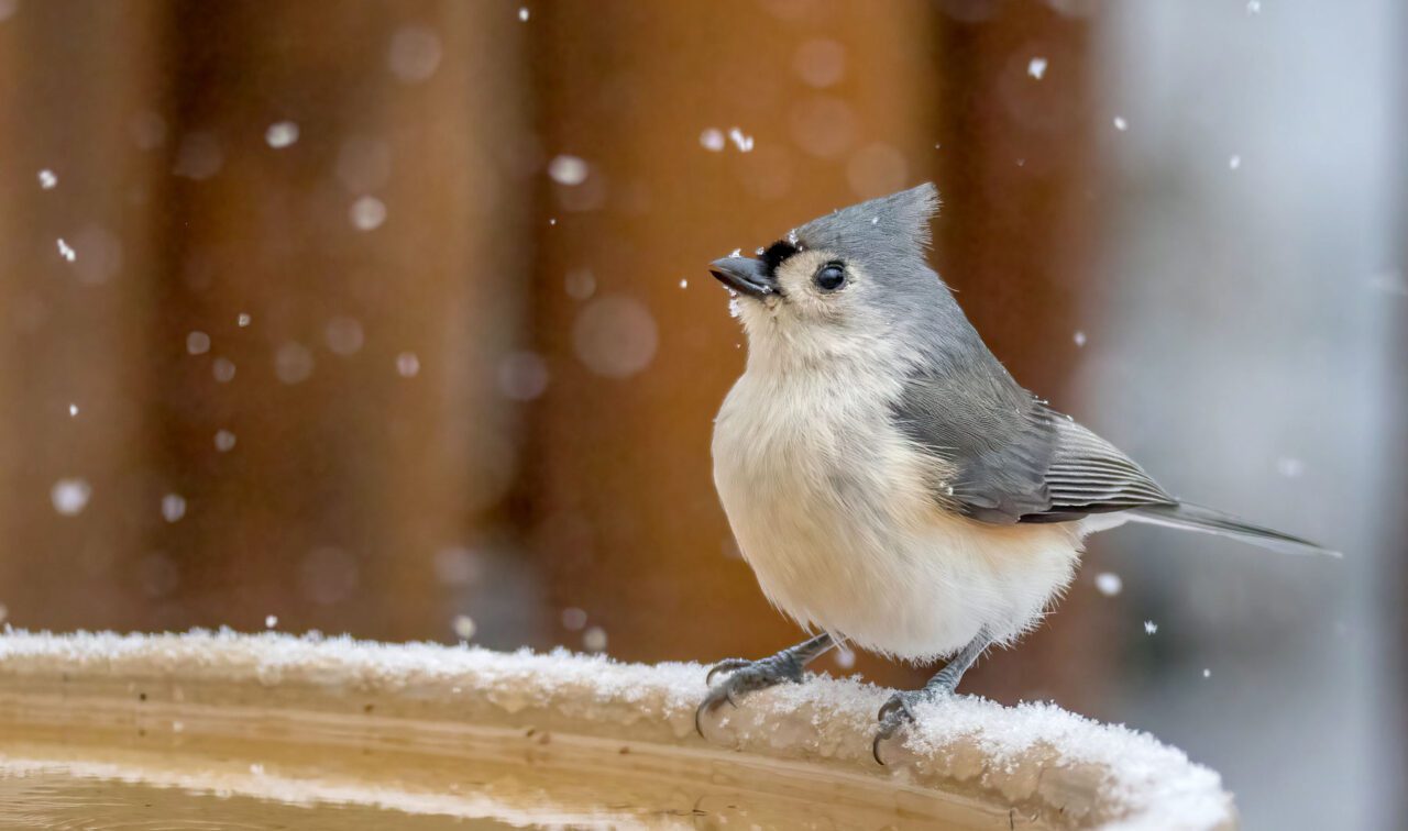 a gray and white bird with a gray crest stands at a birdbath in the snow.