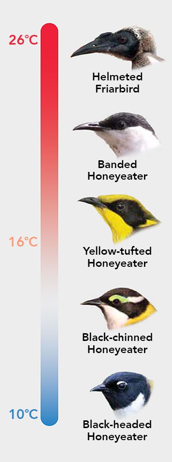 Honeyeaters are a diverse group of birds with a range of beak shapes and sizes. New research shows that climate plays a role in shaping beak size, with species living in cooler regions having shorter beaks than those living in warmer regions. Graphic by Jillian Ditner. Macaulay Library photos: Black-headed Honeyeater by Laurie Ross, Black-chinned Honeyeater by Marc Gardner, Yellow-tufted Honeyeater by JJ Harrison, Banded Honeyeater by Michael Rutkowski, and Helmeted Friarbird by Roksana and Terry.