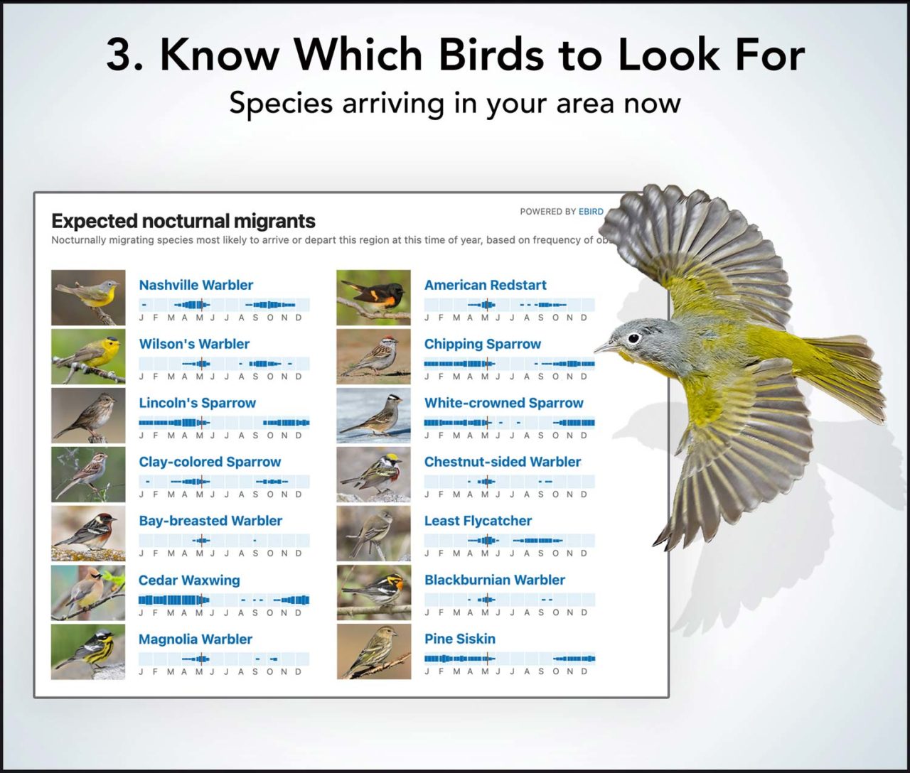 grid of bird photos showing species likely to be seen during migration