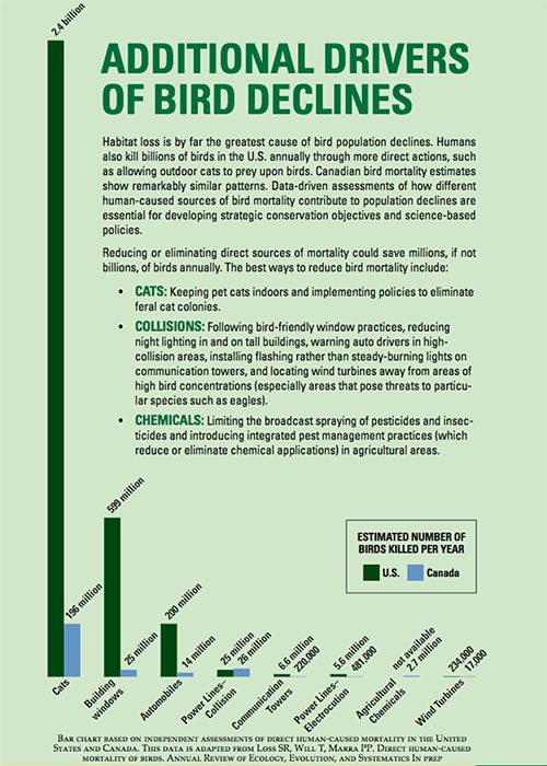 It’s estimated that cats kill 1.3–4 billion birds each year in the U.S. alone, a staggering number even when compared with the next-largest sources: 599 million estimated to be killed in collisions with windows and 200 million killed by automobiles.Image from the 2014 State of the Birds Report.