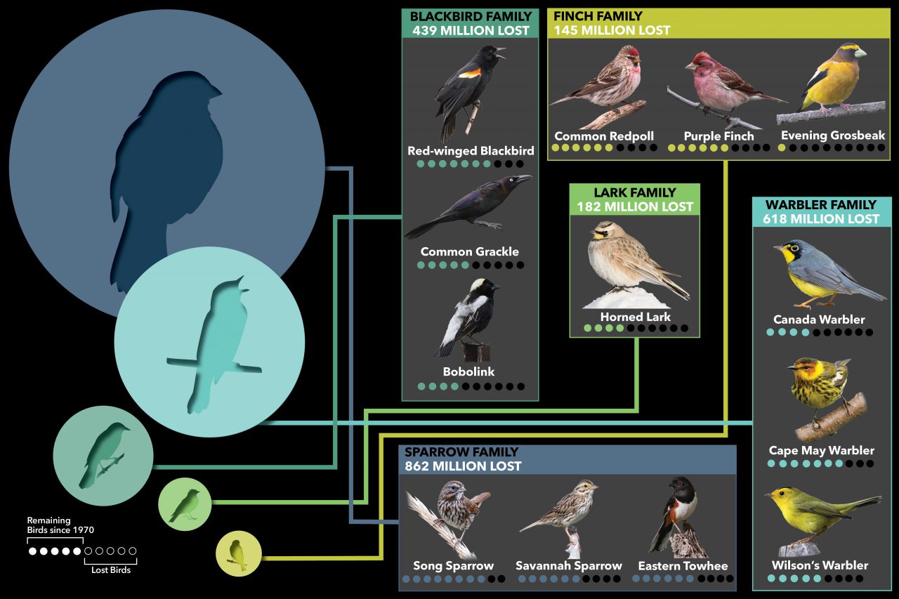 bird family loses. Graphic by Jillian Ditner