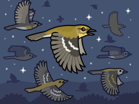 Cartoon drawing of a yellow and gray bird flying in dark blue night with stars and other birds.