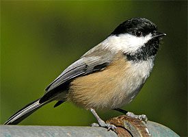 black-capped chickadee