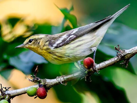 Blackburnian Warbler by Guillermo Santos