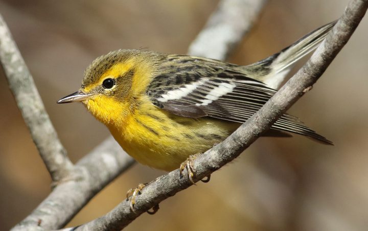 Blackburnian Warbler by Luke Seitz/Macaulay Library