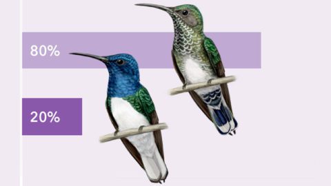 White-necked Jacobins. Illustration by Jillian Ditner.