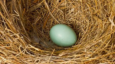 First egg in a newly made Eastern Bluebird nest. Photo by Lindell Dillon via Birdshare.