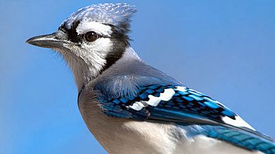 A very handsome Blue Jay. Photo by Michael Hogan via Birdshare.