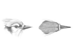 detailed sketches of a Blue Jay's head seen in profile and from above