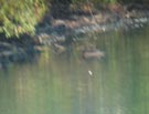 blurred image when digiscoping