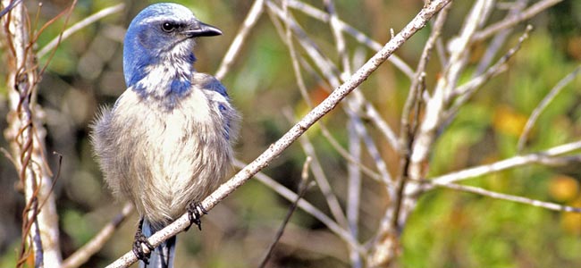 florida scrub-jay on perch