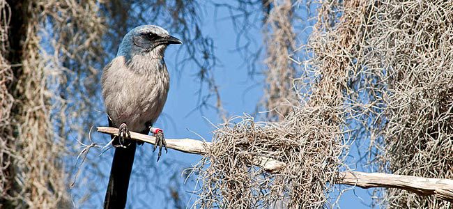 florida scrub-jay with spanish moss