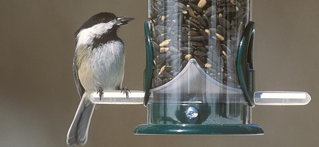 chickadee at feeder sunflower seed