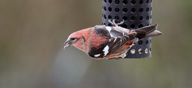 white-winged crossbill