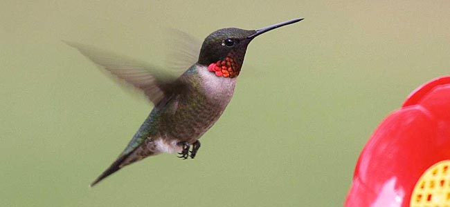 hummingbird