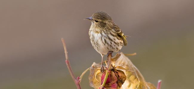 pine siskin