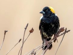 a small black and yellowish songbird perches on dry stalks