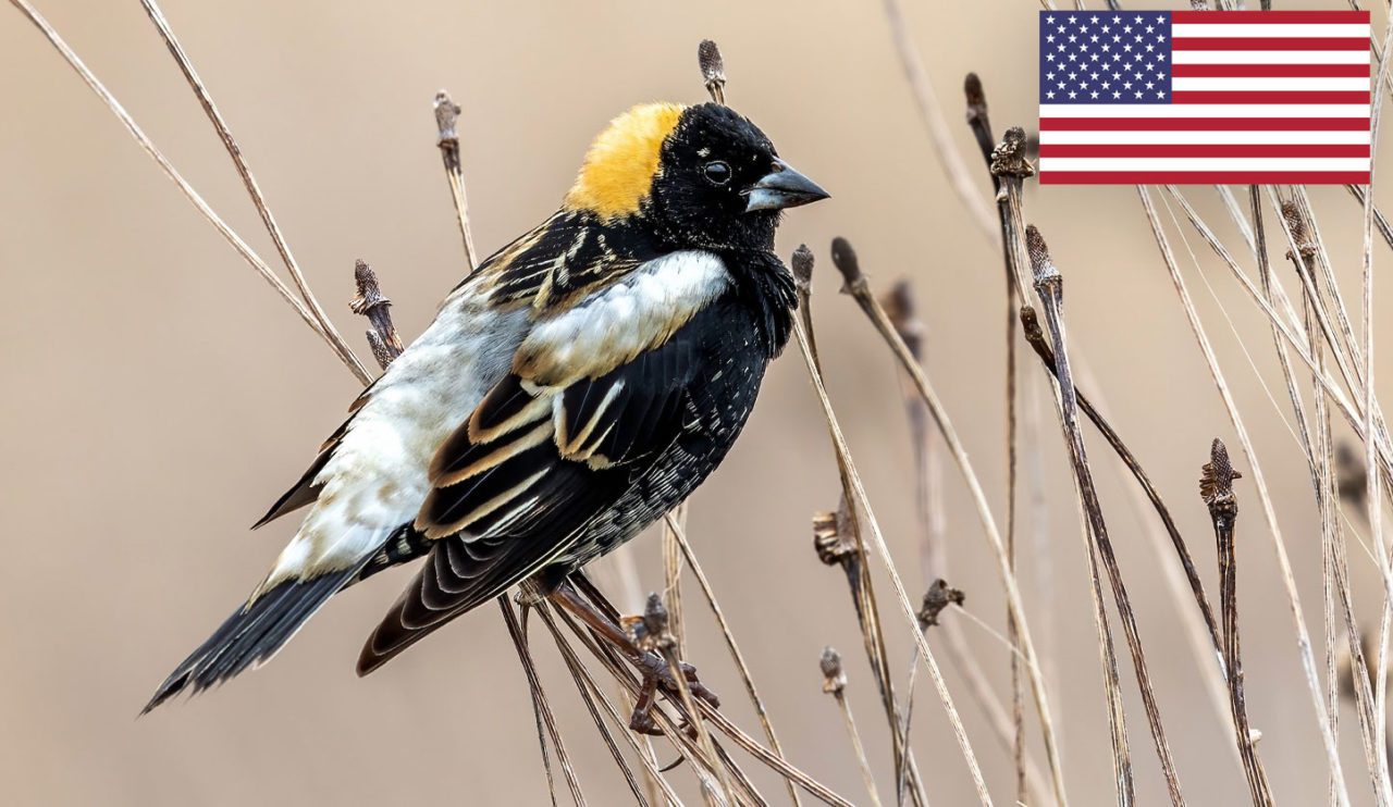 Bobolink by Brad Imhoff/Macaulay LIbrary