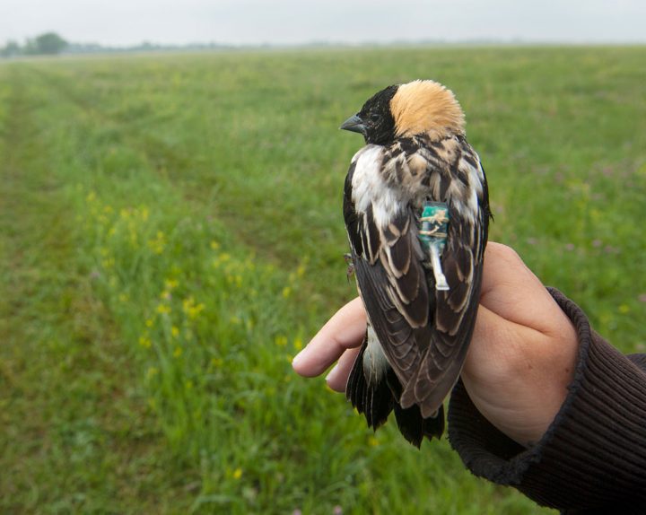 Bobolink by Joel Sartore