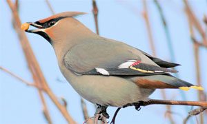 Bohemian waxwing