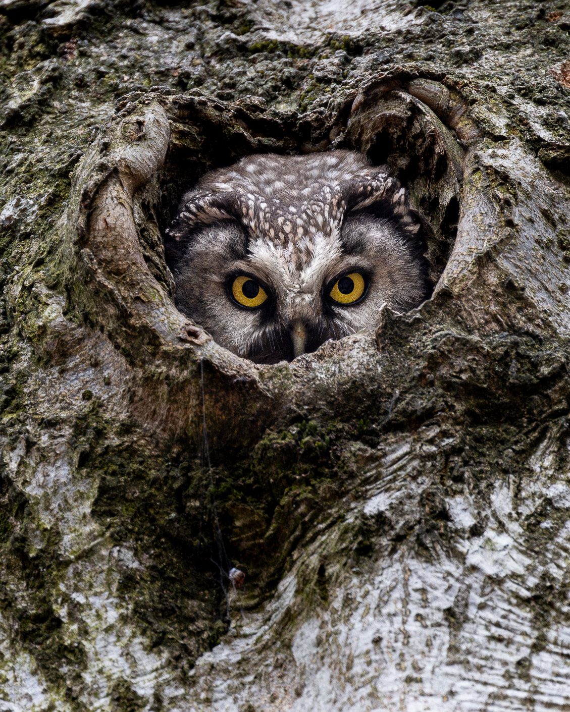 Little owl with yellow eyes peers out of a hole in a tree.