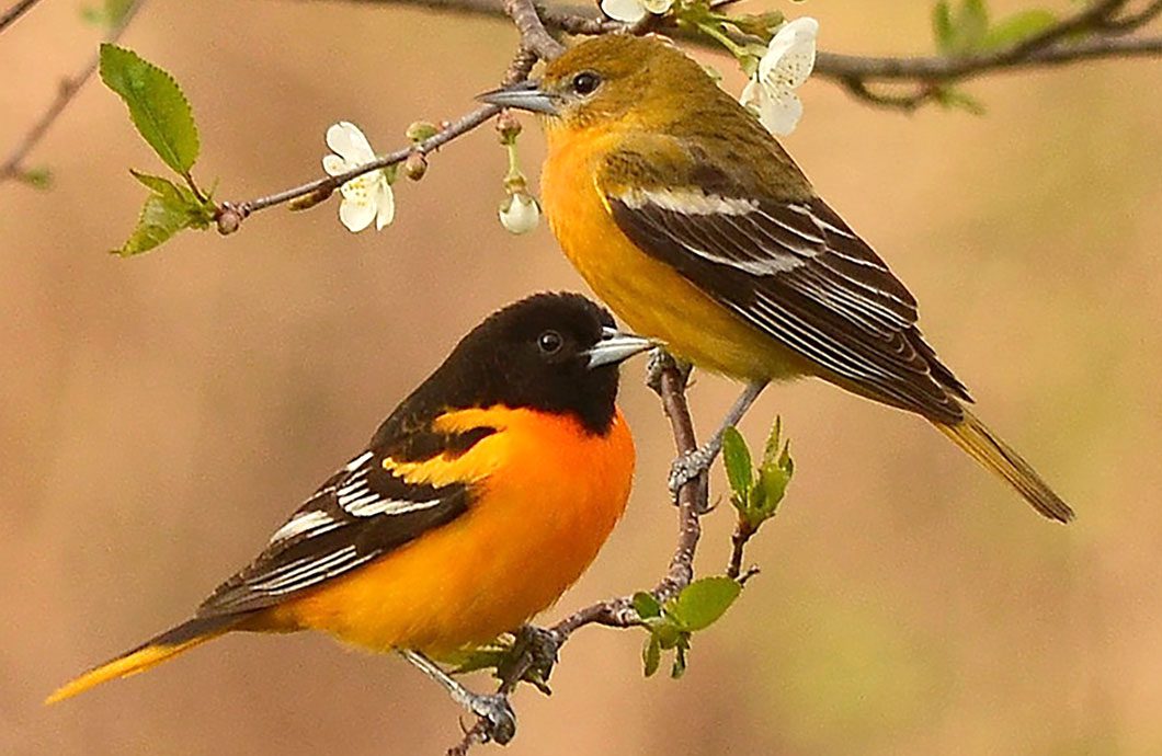 Baltmore Oriole by Mike via Birdshare