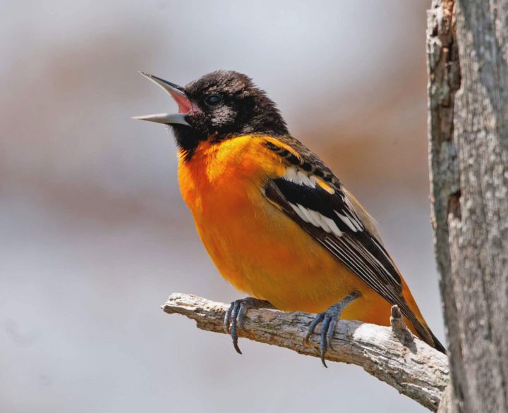 Baltimore Oriole by Andrew Simon.