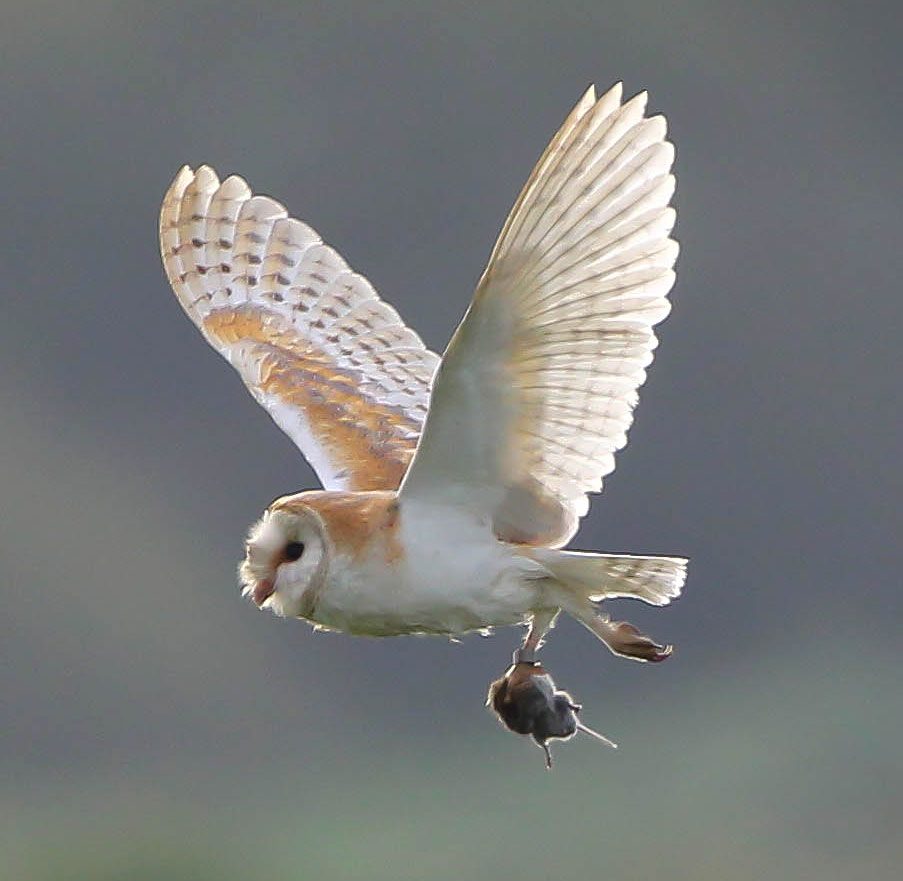 A Barred Owl with prey. By Tony Rawson via Birdshare