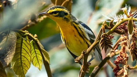 Blackburnian Warbler by José Castaño-Hernandez.