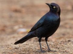 a glossy blackbird with a yellow eye stands on bare ground