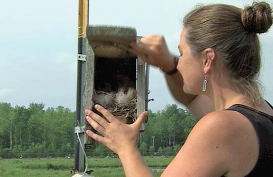 checking the contents of a nest box