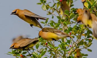 Challenges to Connect Kids to Citizen Science Through Birds