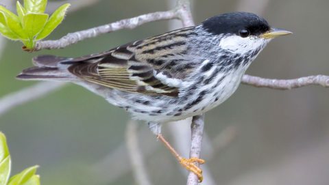 BlackpollWarbler by tfells via Birdshare