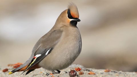 BOhemia Waxwing by Evan Lipton/ML