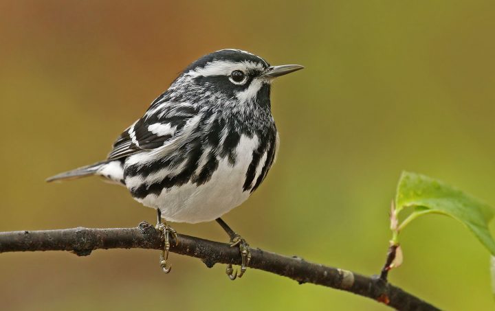 Black-and-white Warbler by Ryan Schain /Macaulay Library