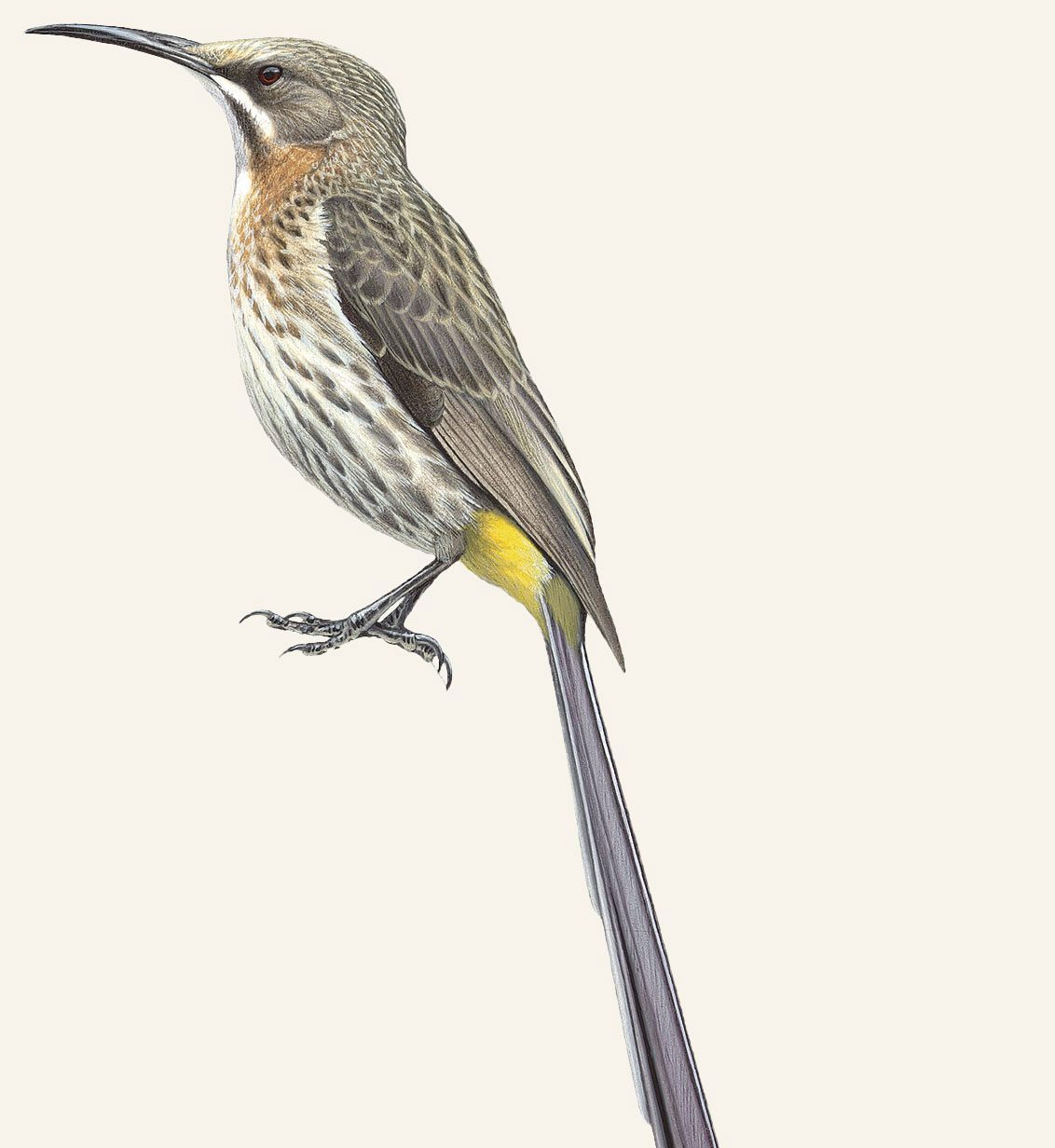 Illustration of a gray bird with a white and gray patterned underside, cinnamon-colored collar, long, curved bill and a very long tail.