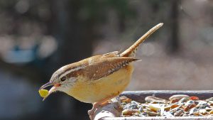 carolina wren by Bob Vuxinic/PFW