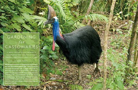 Cassowary bird in Australia