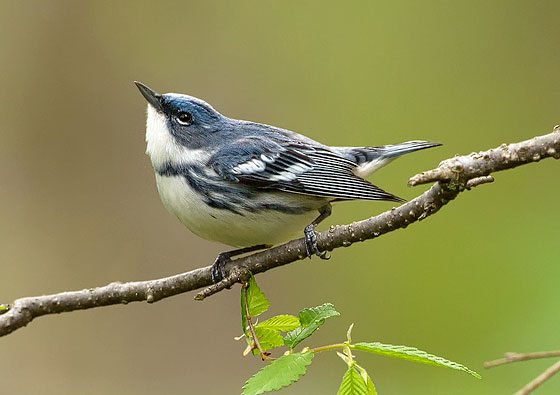 Cerulean Warbler, Photo by Corey Hayes via Birdshare.