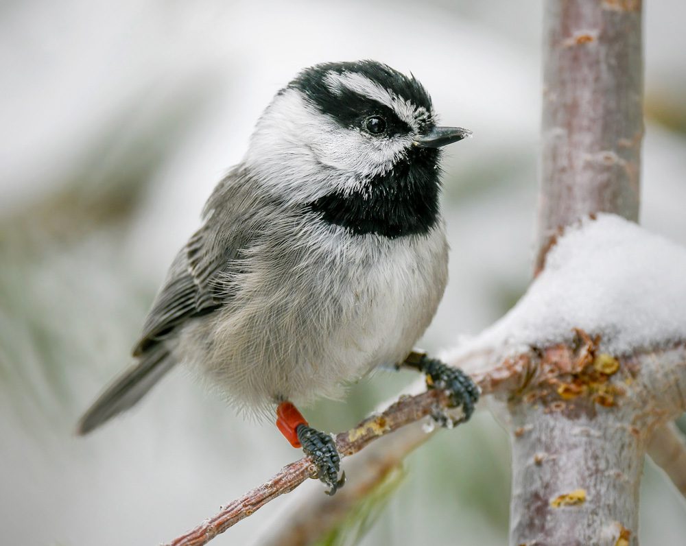 a Mountain Chickadee with colored bands on its legs