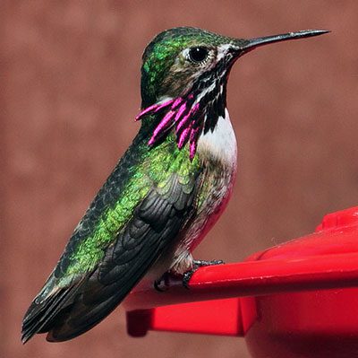 Calliope Hummingbird