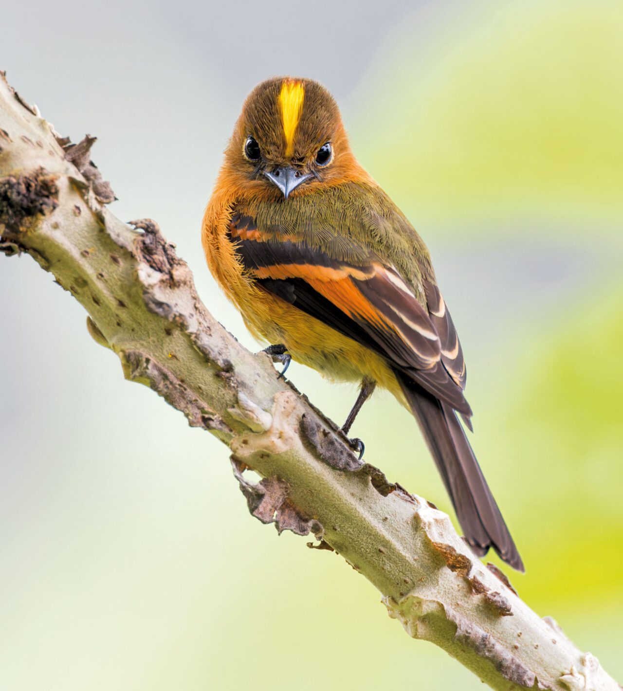 Orange-olive-dark-brown bird with a yellow stripe from bill over the head, stands on a branch and looks at the camera.