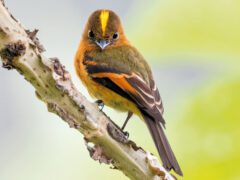 Orange-olive-dark-brown bird with a yellow stripe from bill over the head, stands on a branch and looks at the camera.